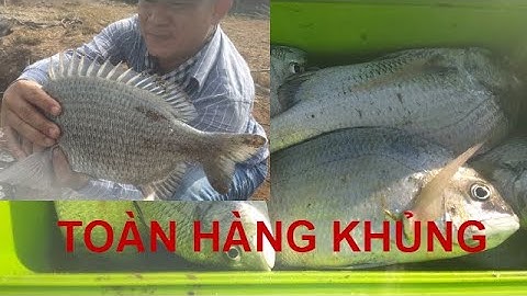 Về Gò Công câu toàn cá Tráp khủng, kéo cá muốn gãy câu || Thiên Nhiên Muôn Loài