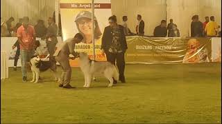 10/03/024 Agra dog show RCC winning dog husky & dog Name #jordan