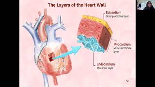 Day 24 Internal Anatomy and Blood Flow by Breanna Saunders 6 views 3 years ago 34 minutes