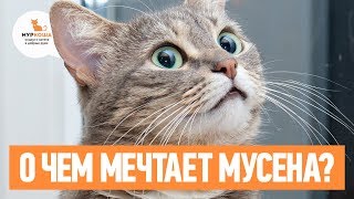 Кошка Мусёна очень хочет встретить друзей (уже дома!)