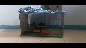 hướng dẩn thuần gà mái rr mới bãy về.sống và ăn uống khỏe mạnh