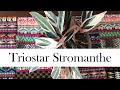 Triostar Stromanthe: Addy's First Stromanthe