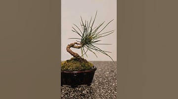 Quick unwire of a pine we made🌲 #bonsai #starter #fyp #wire #bend #prune #repot #howto #diy
