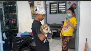 ANJING INI LANGSUNG KEJANGKEJANG KETIKA MAU DI PEGANG