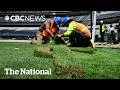 FIFA takes its grass very, very seriously
