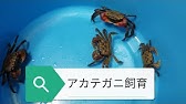 アカテガニ 飼育中 Youtube
