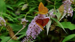 Sony a6400 Cinematic Butterflies In 4K With Klaus Schønning