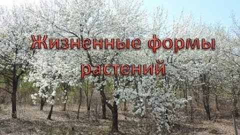 Жизненные формы растений