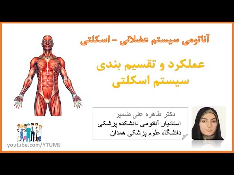 تصویری: سیستم اسکلتی عضلانی چگونه کار می کند؟