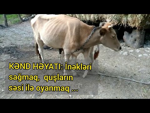 Video: Musiqi İnəklərdə Süd İstehsalına Təsir Göstərir