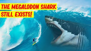 Top 10 Reasons the Megalodon Shark May Still Exist