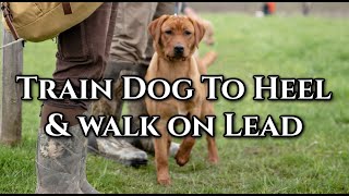 Train Your Dog to Heel & Walk on Lead by DogBoneHunter 1,477 views 11 days ago 5 minutes, 7 seconds