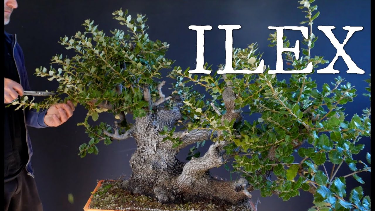 Yamadori di quercus ilex dopo tre anni dalla raccolta inizia la sua strada verso il bonsai