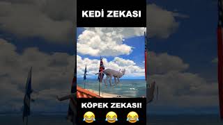 GTA 5'te Kedi Zekası Vs Köpek Zekası!😂 #gtav #gta5 #roleplay Resimi