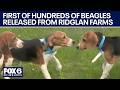 Ridglan Farms beagles: Dogs released Friday the first of hundreds | FOX6 News Milwaukee