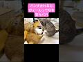 妻に頭をひっぱたかれるたび『びょょーん』ってなる茶々パパ #猫 #マンチカン #shorts