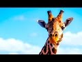 SAFARI nella SAVANA AFRICANA • In Kenya con gli Iscritti Ep.4 [Tsavo East National Park]