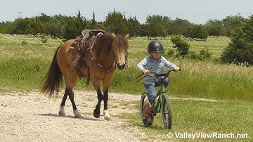 Cooper***For info, price, etc., go to our website: ValleyViewRanch.net***
