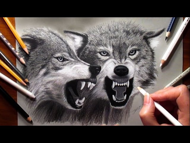 Speed Drawing of a Wolf  Jasmina Susak 