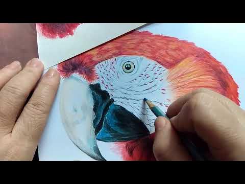 como desenhar capivara realista passo a passo em lápis de cor : 2 de 3 