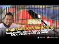 CALON PELAPIS ANJELI❗DIDIKAN RKB MASTERING KEMBALI UNJUK KUALITAS LEWAT MB DEALOVA