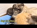 【BGM 無し】元野良ママが産んだ子猫の成長記録