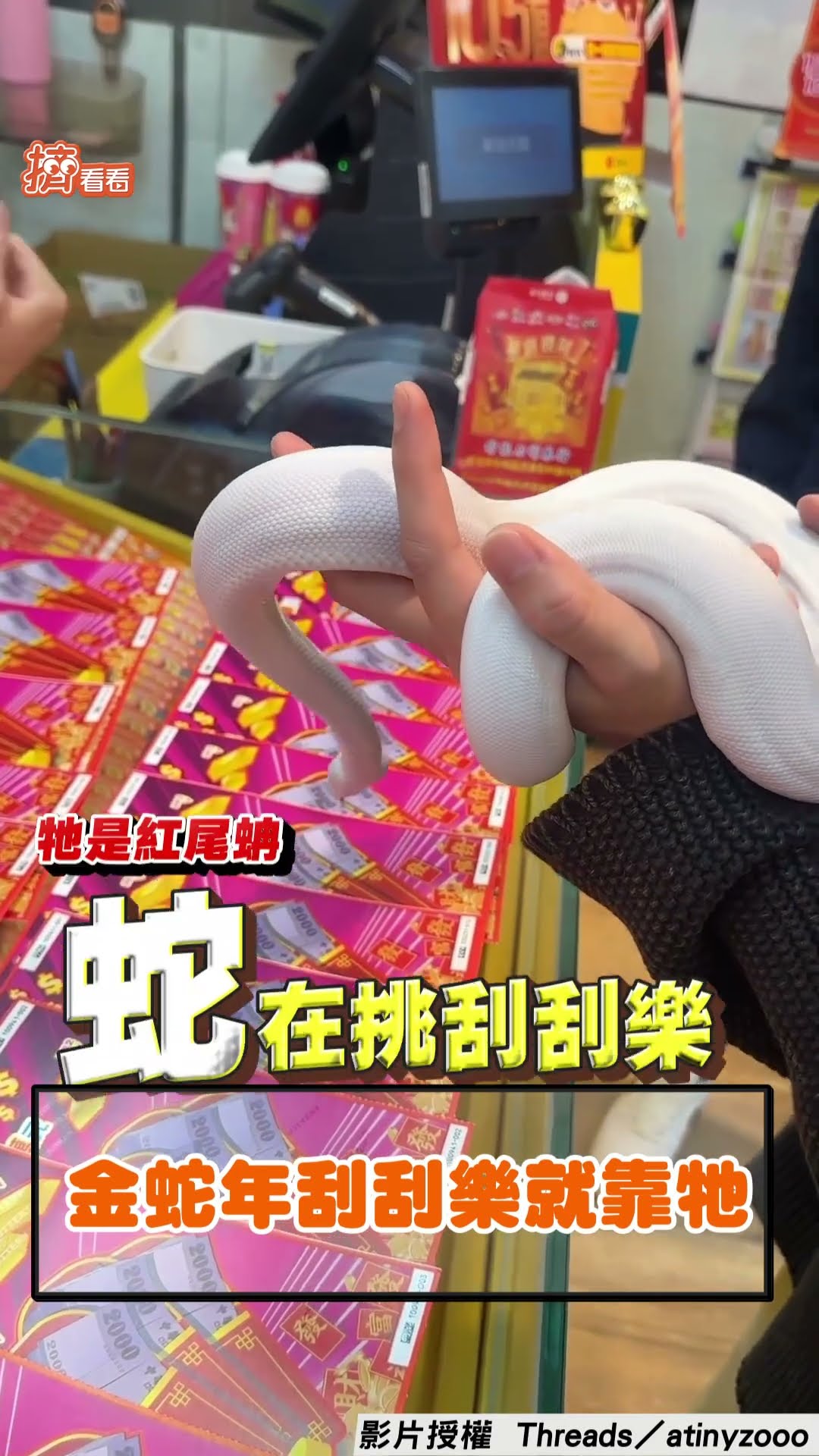 超仙氣白蛇「親挑刮刮樂」 下秒刮中5000元網:該養蛇了!｜TVBS新聞｜擠看看@TVBSNEWS01