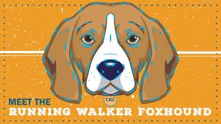 Running Walker Foxhound | CKC Breed Facts & Profile by Continental Kennel Club, Inc. 729 views 1 year ago 4 minutes, 3 seconds