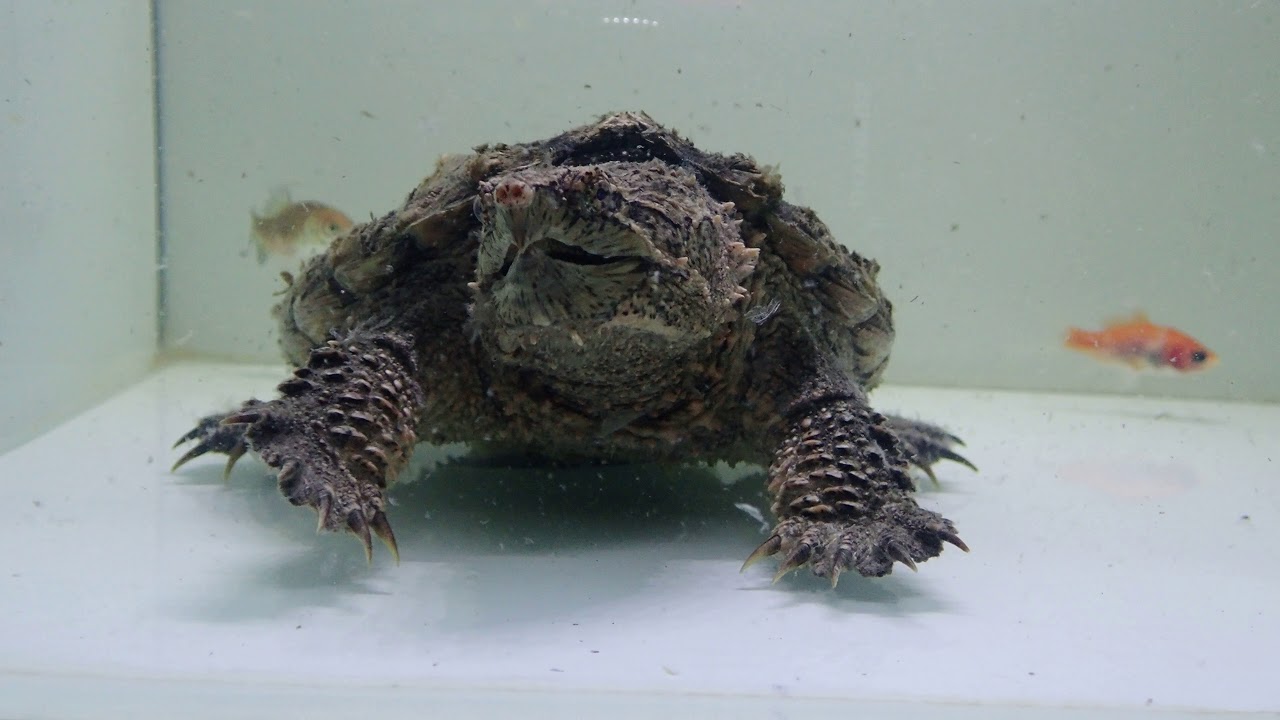 camera iphone 8 plus apk 2018/9/12 真擬鱷龜食朱文錦 hybrid snapping turtle