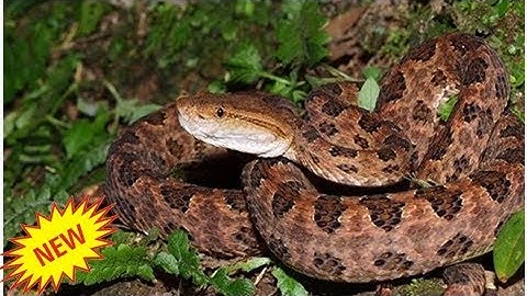 - Sông QuêBị cắt chân vì tin thầy lang chữa rắn cắn hơn bệnh viện