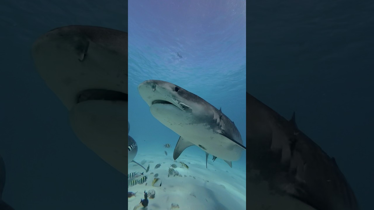 Insta360 Ace Pro 2 brings the quality underwater📸 