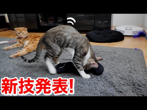 新技発表！テンションが上がりすぎた子猫の行動がこちら！笑