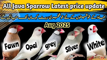 All Java Sparrow Latest price update Aug 2025 | Java New Latest Price |جاوا کے ریٹ بہتر ہونا شروع