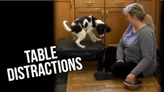 Table Distraction Game for Sniffer Dogs | Hunter's Heart Scent Dog Training