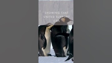 Stand Together Like Penguins: Find Strength in Unity #Unity #TeamSupport #OvercomeChallenges