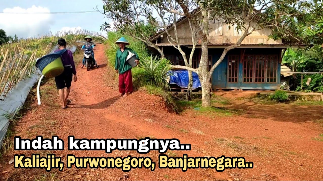 Kampung indah di atas pegunungan, Nyaman dan harmonis || Bulukuning, Kaliajir, Banjarnegara.
