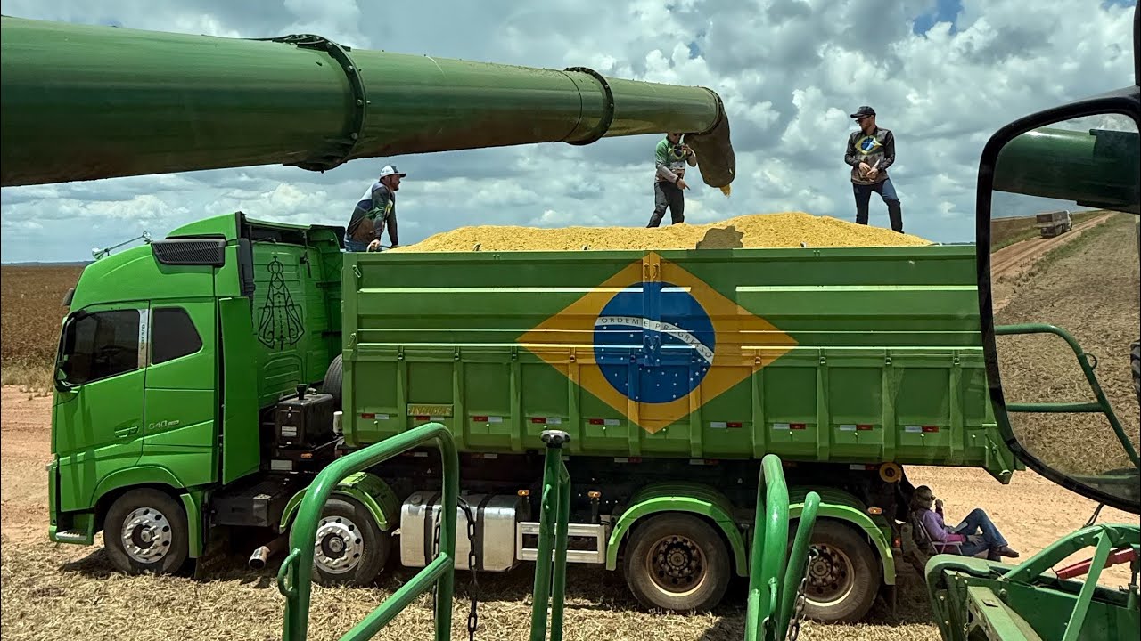 Toda rotina da colheita…