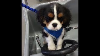 Isabelle's good day by Isabelle The Cavalier 5,391 views 1 year ago 1 minute, 5 seconds