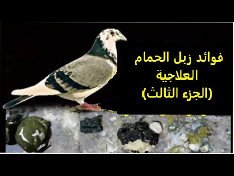 فوائد زبل الحمام العلاجية الجزء الثالث