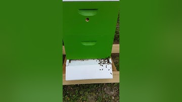 Setting up my double 4 frame nucs.