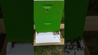 Setting up my double 4 frame nucs.