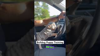 Bulldog Puppy Training with our Micro English Bulldog pup is critical to making a good pet