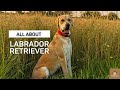 All About Labrador Retriever | Everything About Labrador Retriever Dog | Breed Info | Blush &amp; Laugh