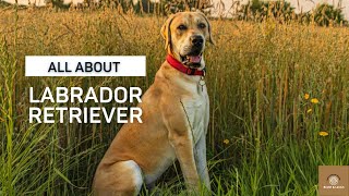 All About Labrador Retriever | Everything About Labrador Retriever Dog | Breed Info | Blush &amp; Laugh