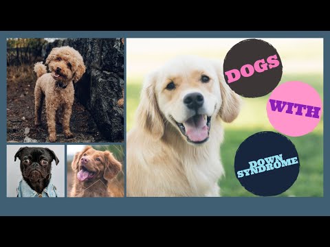 Video: Maaari Bang May Down Syndrome Ang Mga Aso? - Down Syndrome Sa Mga Aso - Down Syndrome Dogs