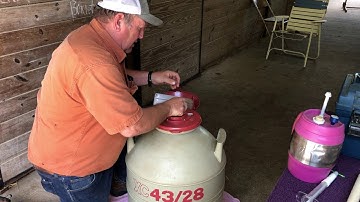 Small Ruminant Loading an AI Gun