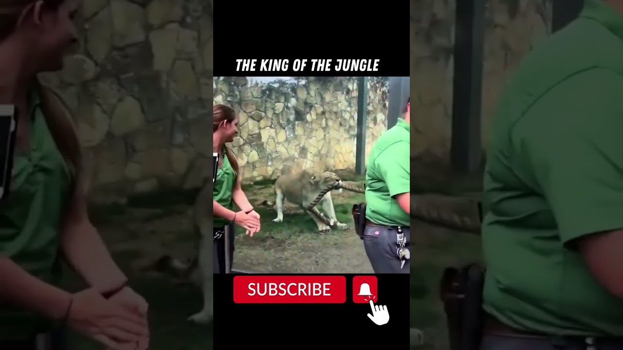 Мужчины против зверя. ? Перетягивание каната со львом...