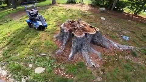 Bluebird Stump grinding Pine stump and small stumps.