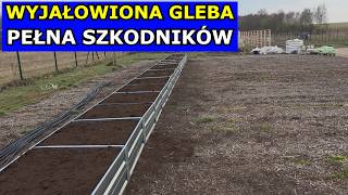 Błędna Uprawa Warzyw Bez Przekopywania. Słaba Gleba I Szkodniki. Ściółkowanie Zrębkami I Korą No Dig