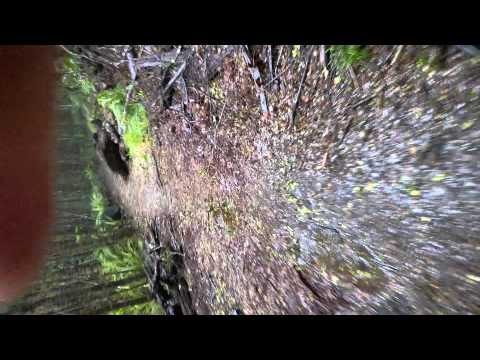 Tree Trunk Gorge